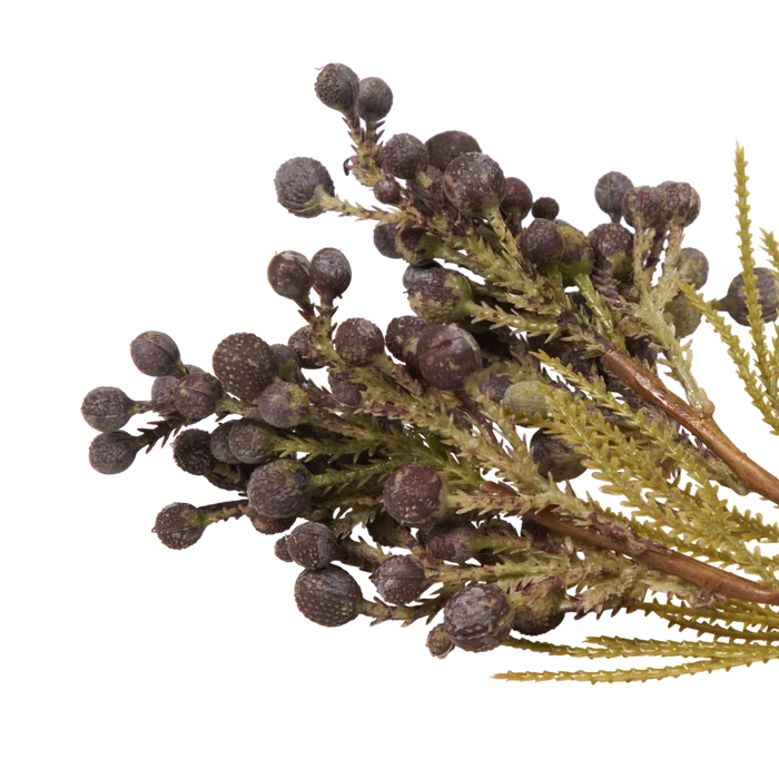 Brunia Berry Stem