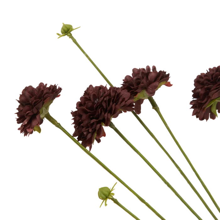 Clove Stem