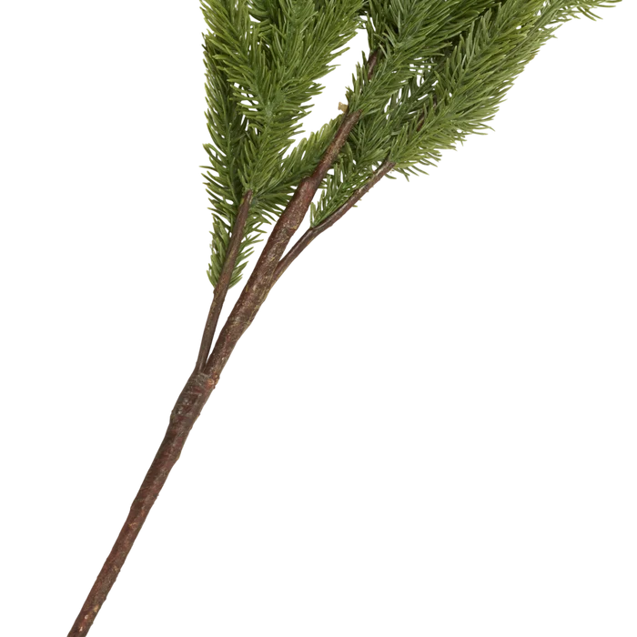 Foxtail Pine