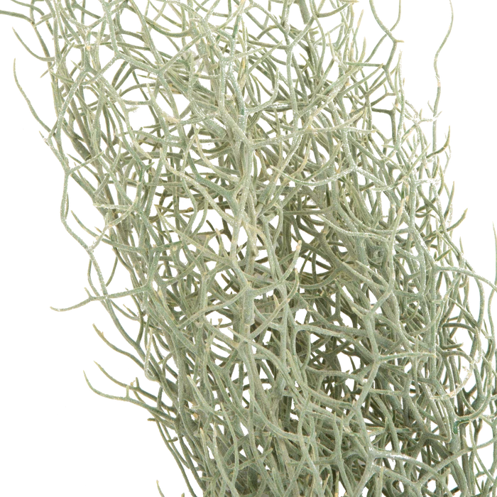 Grass Bush Stem
