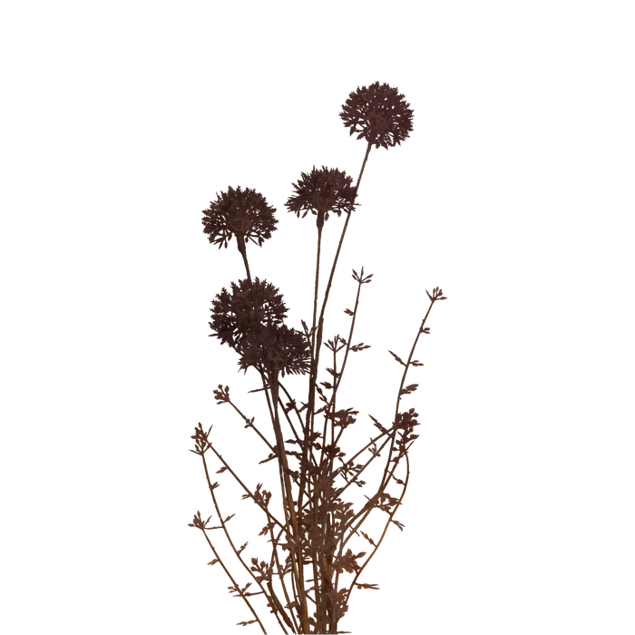 Melaleuca Stem