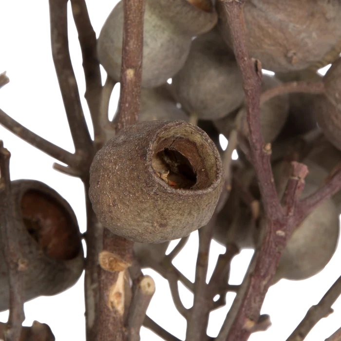 Natural Bellgum Branch Bundle