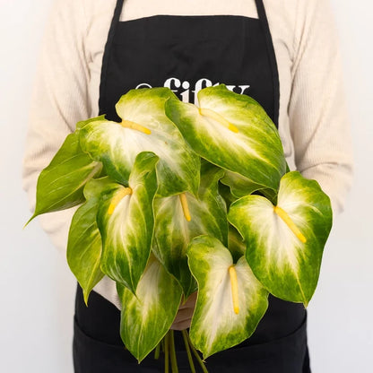 Anthurium Key Lime Tropical Flower - Image