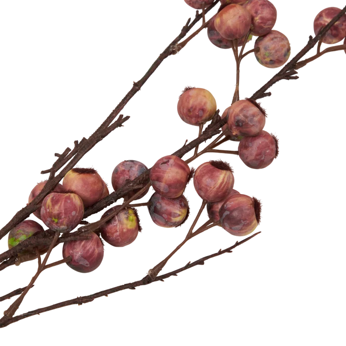 Berry Hawthorn