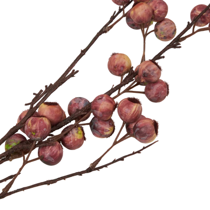 Berry Hawthorn