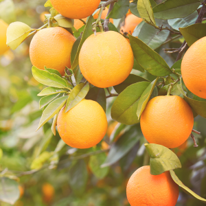 BGI Citrusgain Citrus 8-3-9 - Citrus Plant Food Fertilizer - Seed World