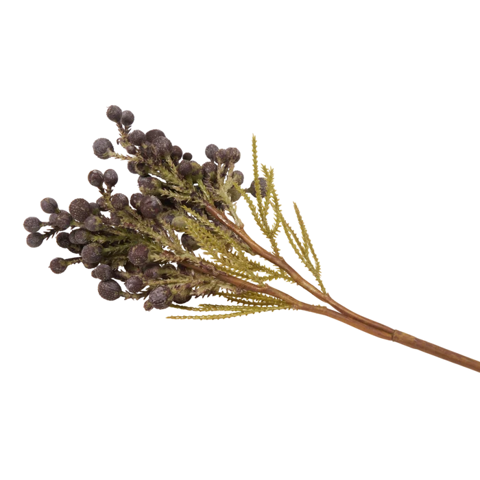Brunia Berry Stem
