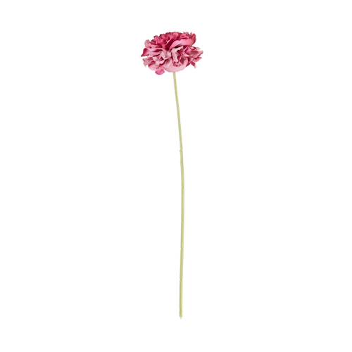 Carnation Stem