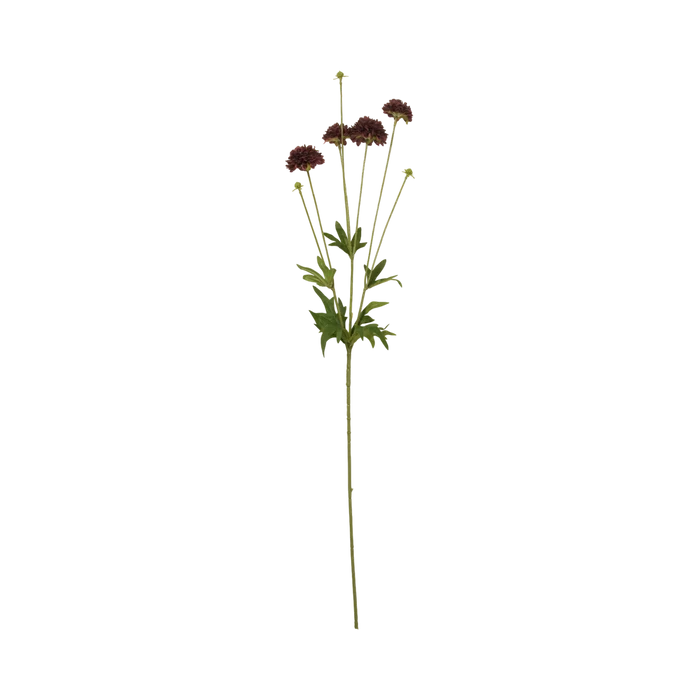Clove Stem