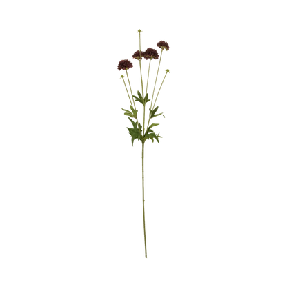 Clove Stem