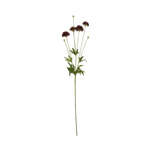 Clove Stem