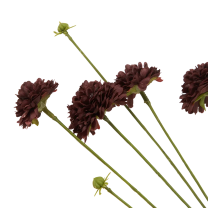 Clove Stem