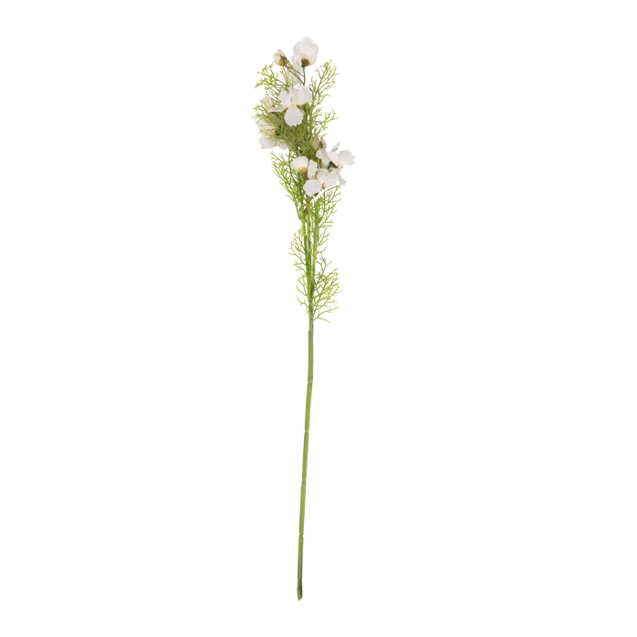 Cosmos Stem