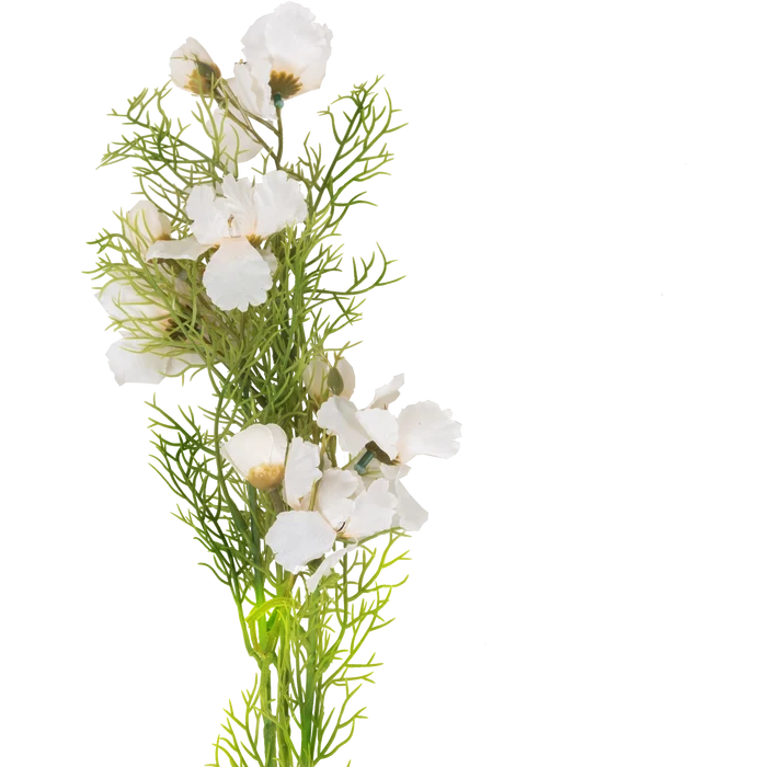 Cosmos Stem