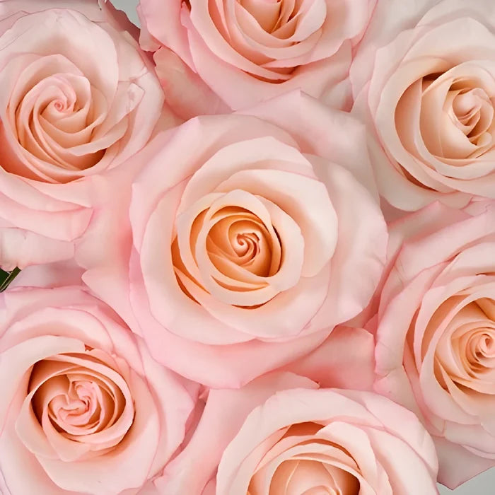 Cupcake Frosting Rose