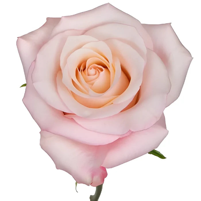 Cupcake Frosting Rose