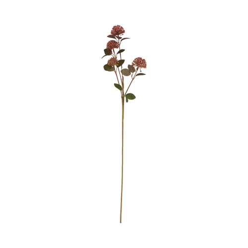 Eucalyptus Berry Stem