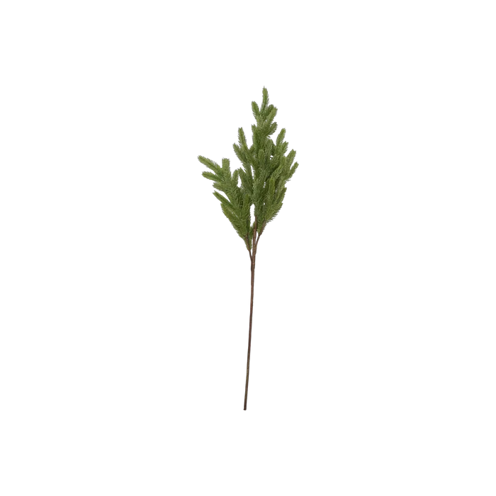 Foxtail Pine