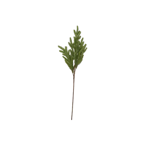Foxtail Pine