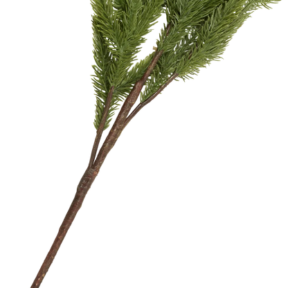 Foxtail Pine