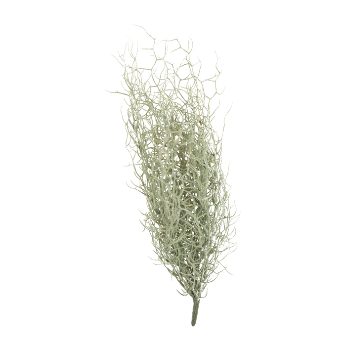 Grass Bush Stem