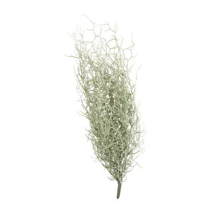 Grass Bush Stem