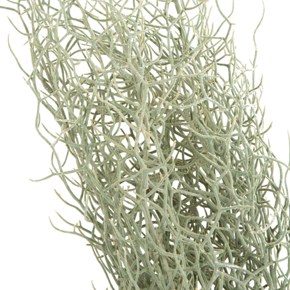 Grass Bush Stem