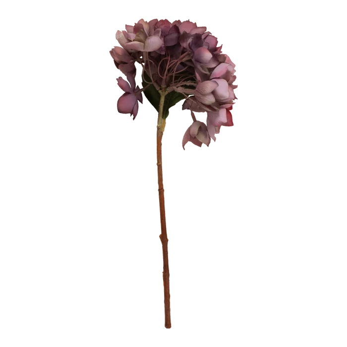Hydrangea Stem