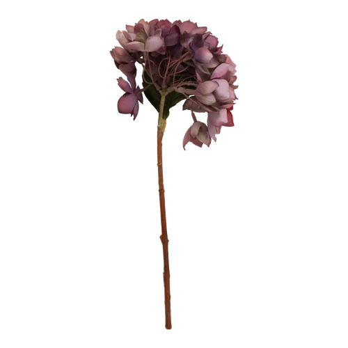 Hydrangea Stem