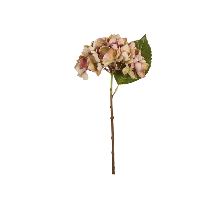 Hydrangea Stem