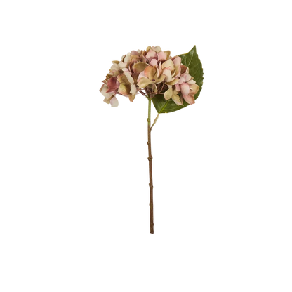 Hydrangea Stem