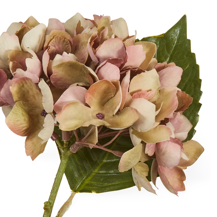 Hydrangea Stem