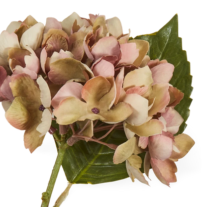 Hydrangea Stem