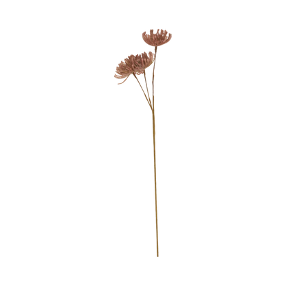 Leucospermum Stem