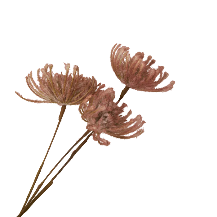 Leucospermum Stem