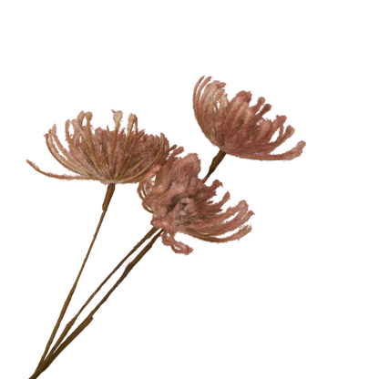 Leucospermum Stem