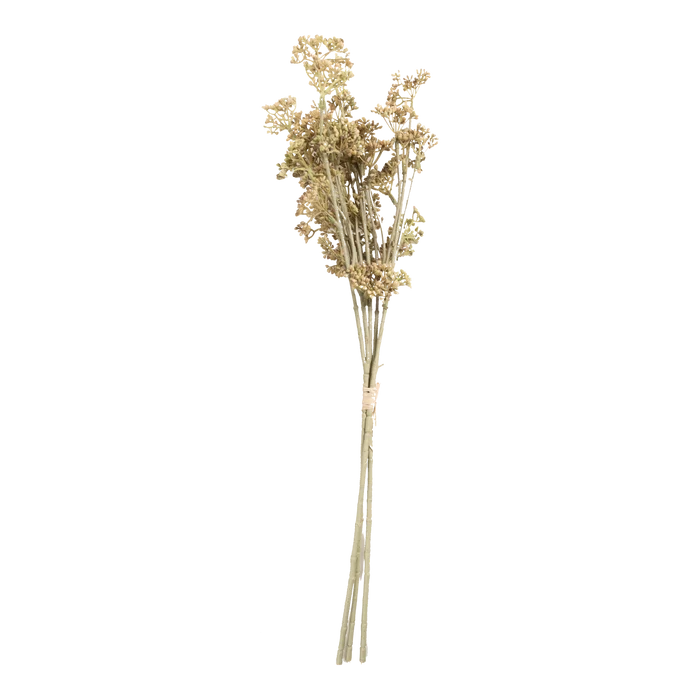 Meadow Sedge Stem