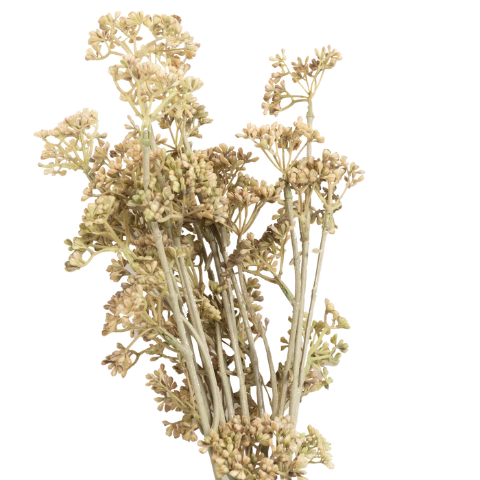 Meadow Sedge Stem