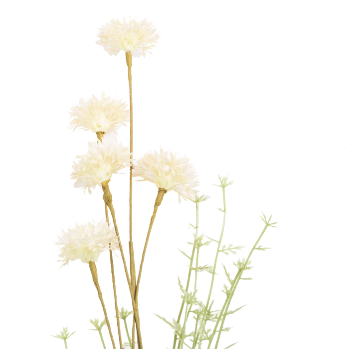 Melaleuca Stem