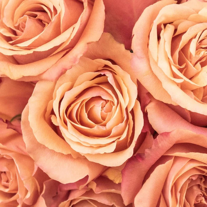 Taxo Orange Roses Up Close