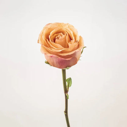 Taxo Orange Rose Stem