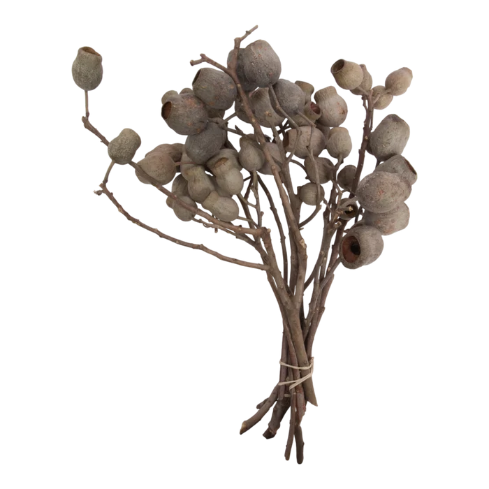 Natural Bellgum Branch Bundle