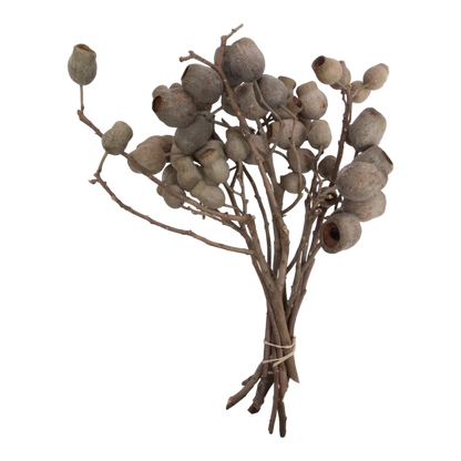 Natural Bellgum Branch Bundle