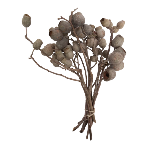 Natural Bellgum Branch Bundle