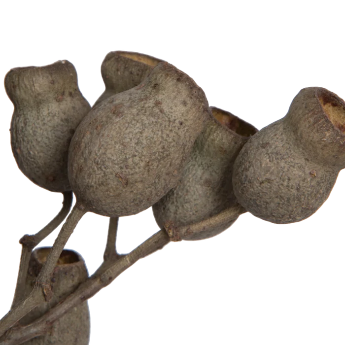 Natural Bellgum Branch Bundle