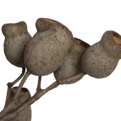 Natural Bellgum Branch Bundle