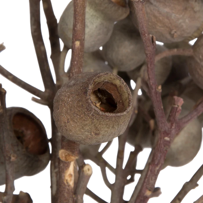 Natural Bellgum Branch Bundle