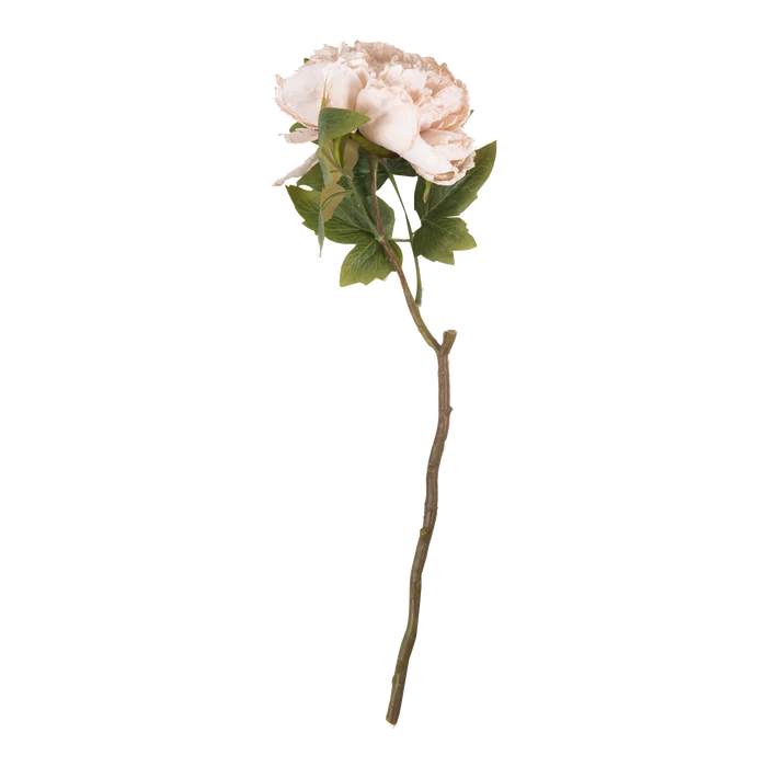 Peony Evening Dew Stem