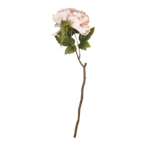 Peony Evening Dew Stem