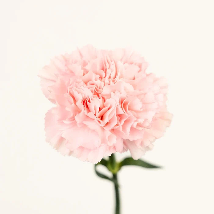 Pink Innocence Carnation Flowers Stem - Image